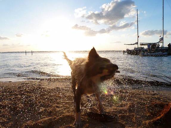 Cachorro tenta se secar depois de um mergulho em Tobacco Caye, na grande barreira de corais de Belize